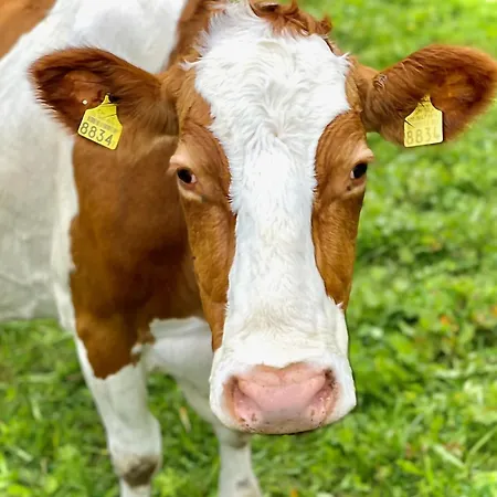 Chalet-simmi * Wimmis