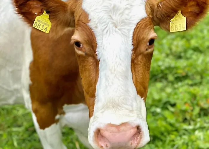 Chalet-simmi * Wimmis