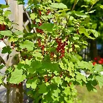 Chalet-simmi Wimmis